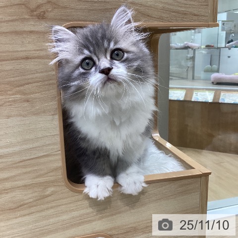 三重県のサイベリアン (ペットプラス 鈴鹿店/2025年9月5日生まれ/男の子/ブルータビーホワイト)の子猫の4枚目の画像