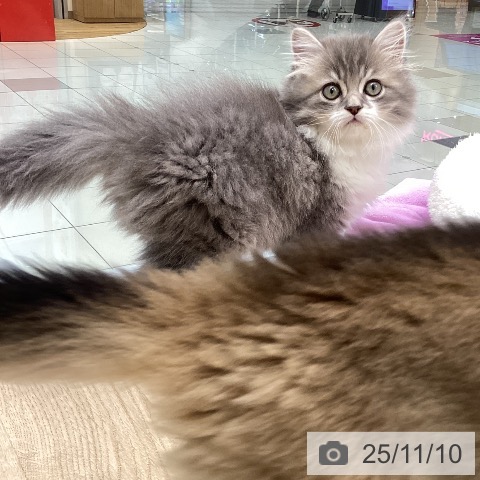 三重県のサイベリアン (ペットプラス 鈴鹿店/2025年9月5日生まれ/男の子/ブルータビーホワイト)の子猫の3枚目の画像