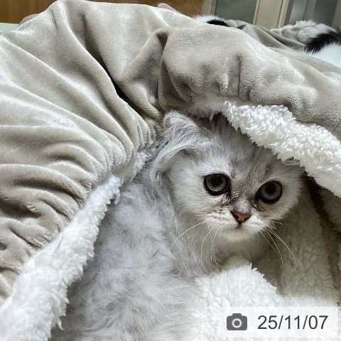 ペルシャの写真