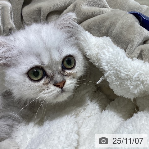 ペルシャの写真