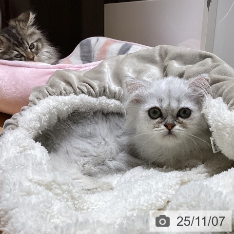 ペルシャの写真