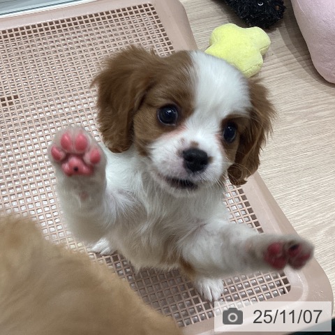 キャバリア・キングチャールズ・スパニエルの写真