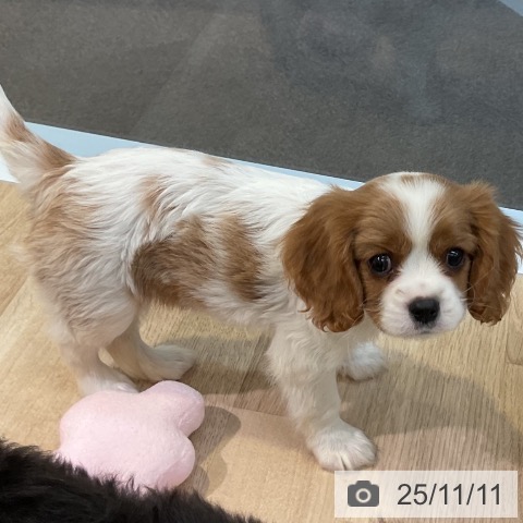キャバリア・キングチャールズ・スパニエルの写真
