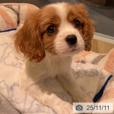 キャバリア・キングチャールズ・スパニエルの写真