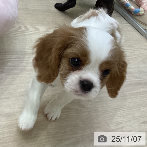 キャバリア・キングチャールズ・スパニエルの写真