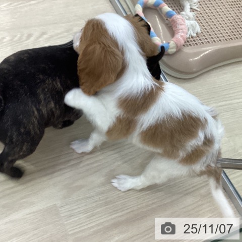 キャバリア・キングチャールズ・スパニエルの写真