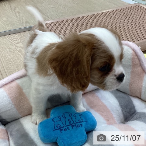 キャバリア・キングチャールズ・スパニエルの写真
