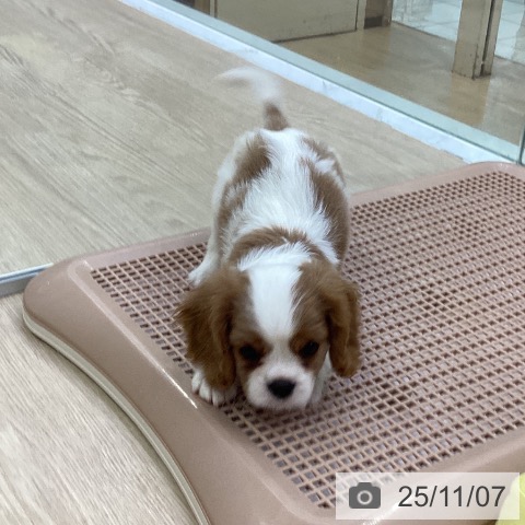 キャバリア・キングチャールズ・スパニエルの写真