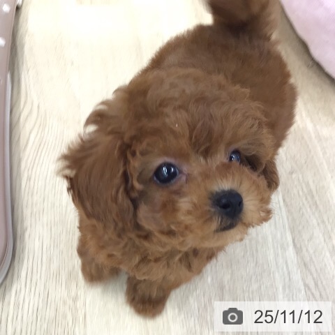 トイ・プードルの写真