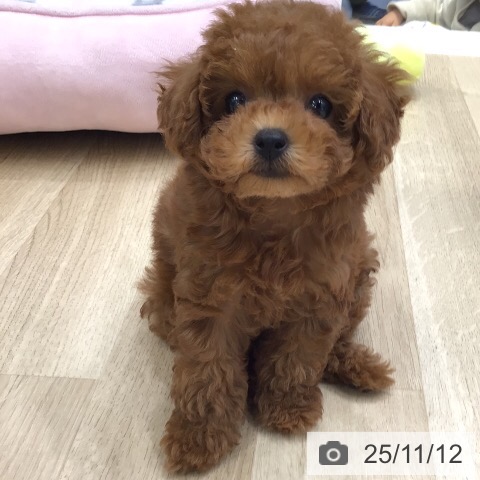 トイ・プードルの写真