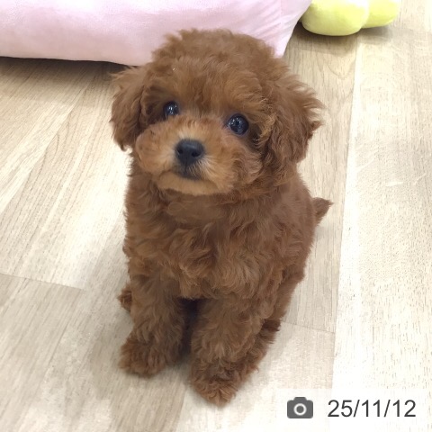 トイ・プードルの写真