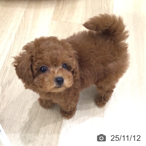 トイ・プードルの写真