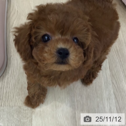 トイ・プードルの写真