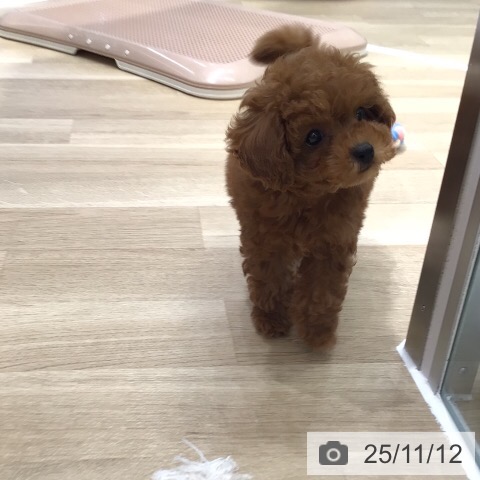 トイ・プードルの写真