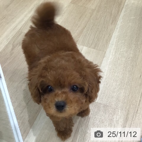 トイ・プードルの写真