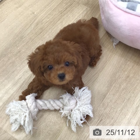 トイ・プードルの写真