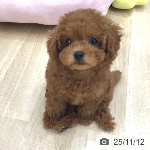 トイ・プードルの写真