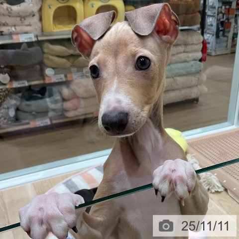 イタリアン・グレーハウンドの写真