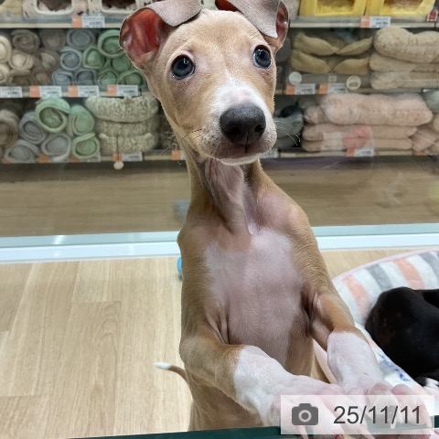 イタリアン・グレーハウンドの写真