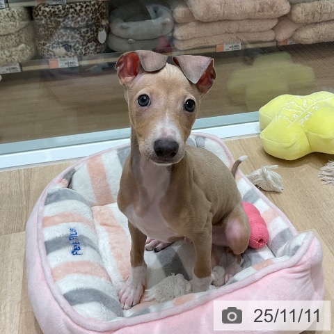 イタリアン・グレーハウンドの写真