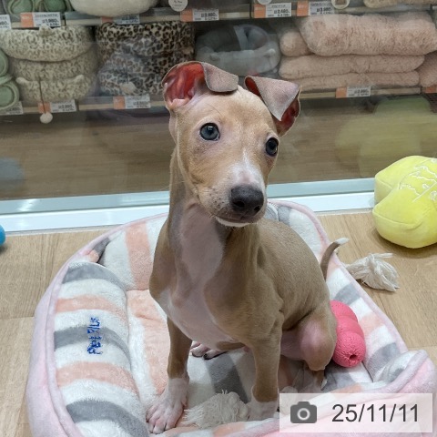 イタリアン・グレーハウンドの写真