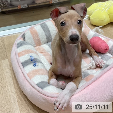 イタリアン・グレーハウンドの写真