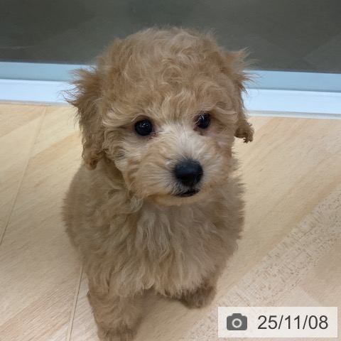 トイ・プードルの写真