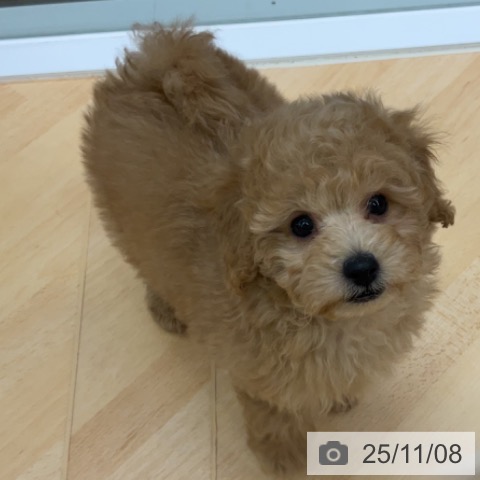 トイ・プードルの写真