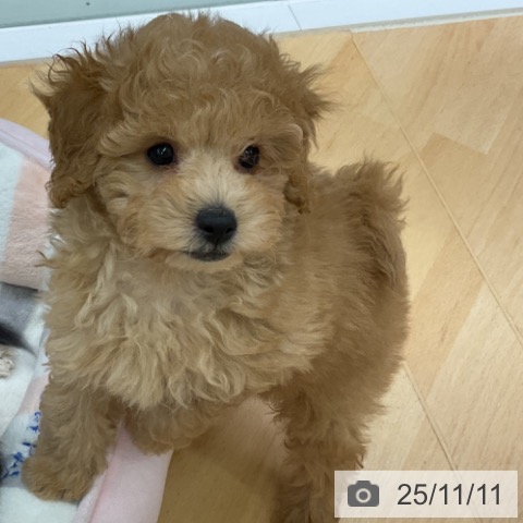 トイ・プードルの写真