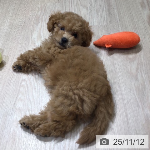 トイ・プードルの写真