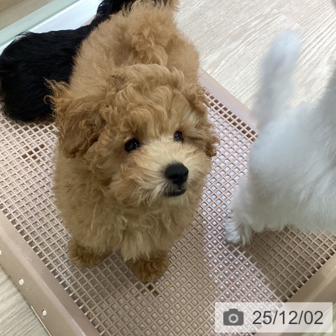 富山県のトイプードル(トイ) (ペットプラス 高岡店/2025年9月7日生まれ/男の子/アプリコット)の子犬の4枚目の画像