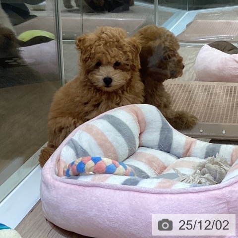 富山県のトイプードル(トイ) (ペットプラス 高岡店/2025年9月7日生まれ/男の子/アプリコット)の子犬の3枚目の画像