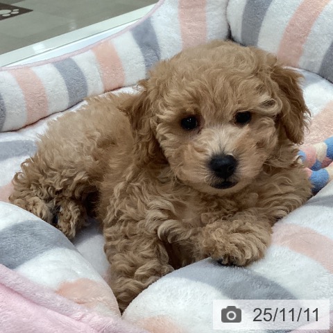 トイ・プードルの写真