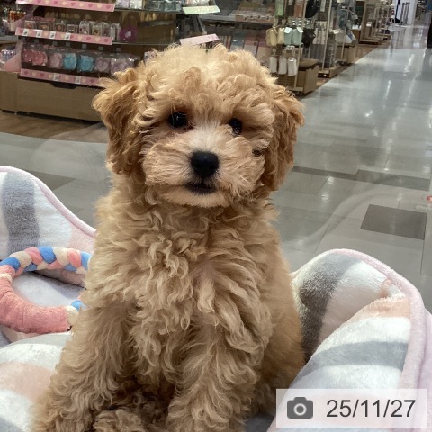 愛知県のトイプードル(トイ) (ペットプラス イオンモール豊川店/2025年9月7日生まれ/女の子/アプリコット)の子犬の3枚目の画像