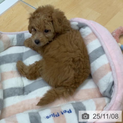 三重県のトイプードル(トイ) (ペットプラス 津南店/2025年9月7日生まれ/女の子/アプリコット)の子犬の4枚目の画像