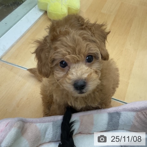 トイ・プードルの写真