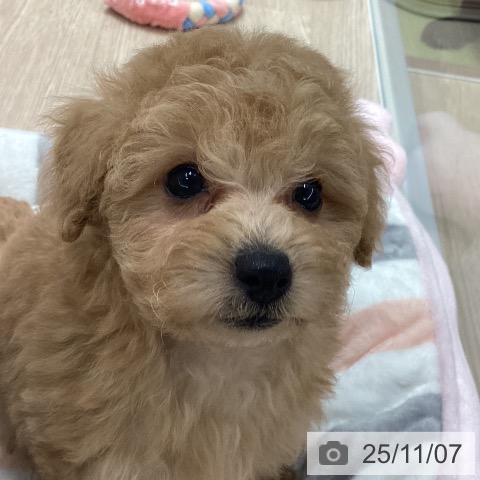 トイ・プードルの写真