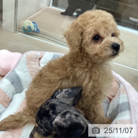 トイ・プードルの写真