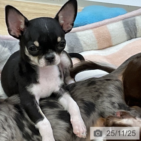 愛知県のチワワ(ロング) (ペットプラス mozoワンダーシティ店/2025年9月2日生まれ/男の子/ブラッククリームホワイト)の子犬の4枚目の画像