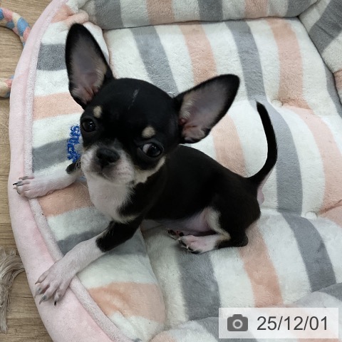 愛知県のチワワ(ロング) (ペットプラス mozoワンダーシティ店/2025年9月2日生まれ/男の子/ブラッククリームホワイト)の子犬の3枚目の画像