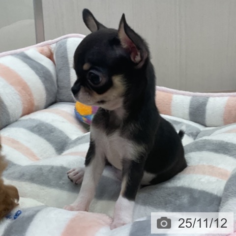 愛知県のチワワ(ロング) (ペットプラス ナゴヤドーム前店/2025年9月2日生まれ/女の子/ブラッククリームホワイト)の子犬の4枚目の画像