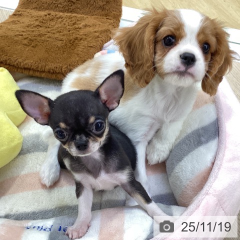 愛知県のチワワ(ロング) (ペットプラス ナゴヤドーム前店/2025年9月2日生まれ/女の子/ブラッククリームホワイト)の子犬の3枚目の画像