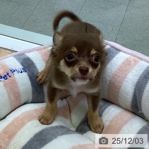 愛知県のチワワ(ロング) (ペットプラス 三好店/2025年9月5日生まれ/男の子/チョコレートタン)の子犬の4枚目の画像