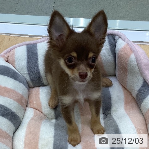 愛知県のチワワ(ロング) (ペットプラス 三好店/2025年9月5日生まれ/男の子/チョコレートタン)の子犬の3枚目の画像