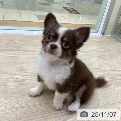 チワワの写真