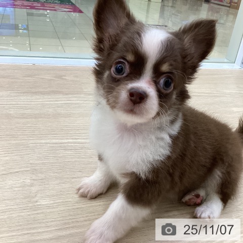 チワワの写真