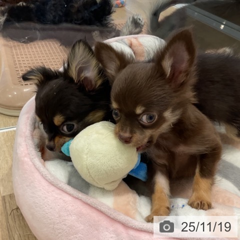 愛知県のチワワ(ロング) (ペットプラス 熱田店/2025年9月5日生まれ/女の子/チョコレートタン)の子犬の4枚目の画像