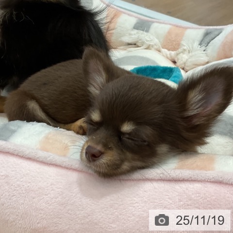愛知県のチワワ(ロング) (ペットプラス 熱田店/2025年9月5日生まれ/女の子/チョコレートタン)の子犬の3枚目の画像