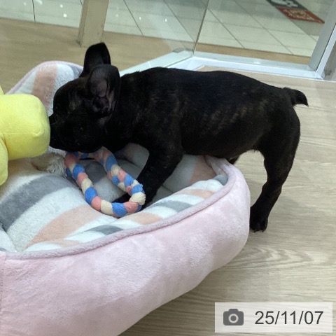 フレンチ・ブルドッグの写真