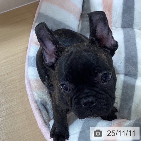 フレンチ・ブルドッグの写真